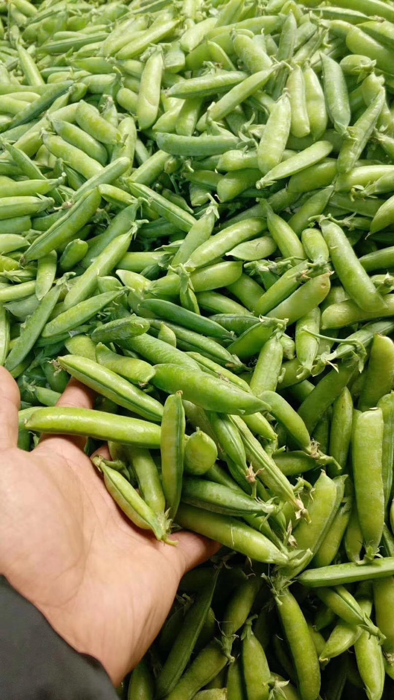 豌豆湖北精品豌豆荚现大量上市产地直发保质保量