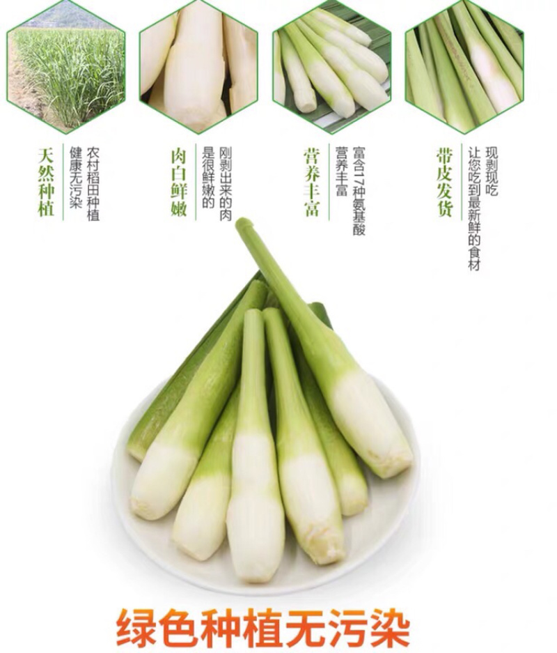 现摘农家茭白产地直销，新鲜