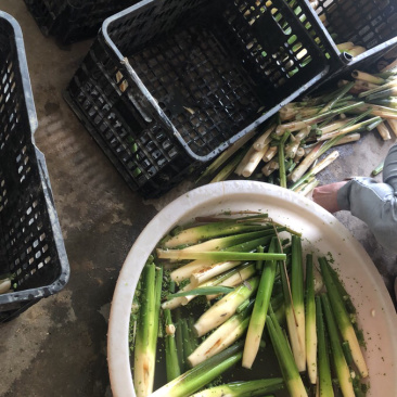 现摘农家茭白产地直销，新鲜