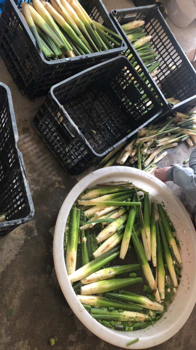 现摘农家茭白产地直销，新鲜