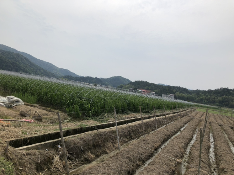 现摘农家茭白产地直销，新鲜