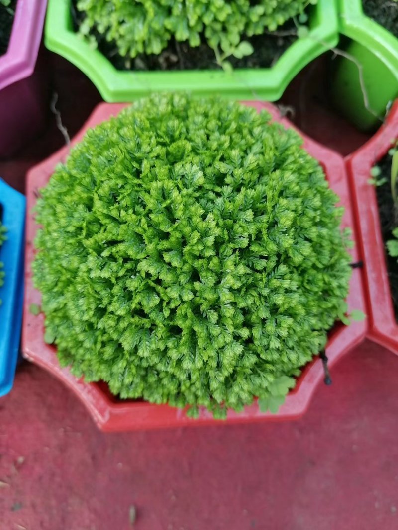 绿地球基地直发