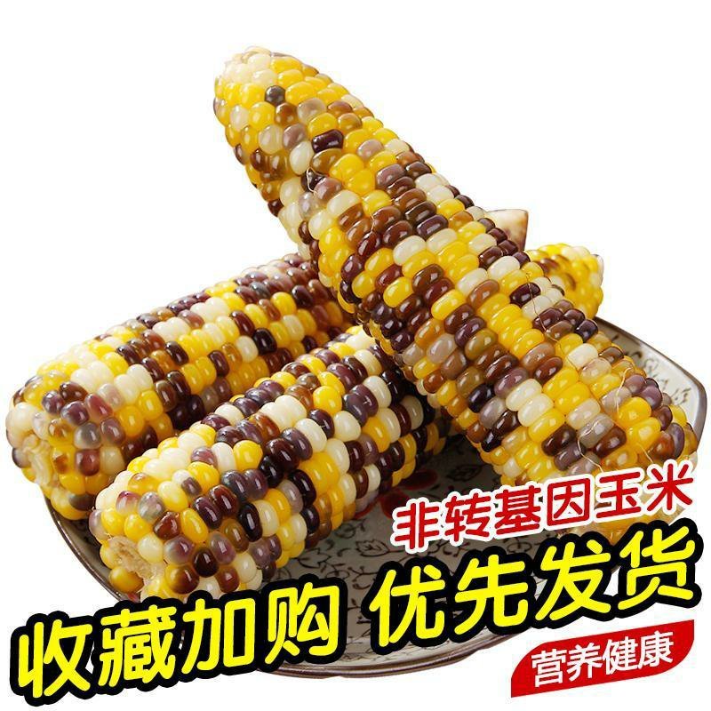 金沃瑞丰新鲜彩糯玉米棒真空独立包装非转基因五谷杂粗粮5