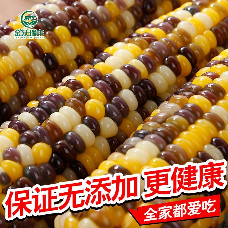 金沃瑞丰新鲜彩糯玉米棒真空独立包装非转基因五谷杂粗粮5