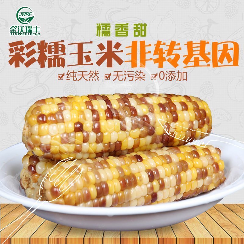 金沃瑞丰新鲜彩糯玉米棒真空独立包装非转基因五谷杂粗粮5