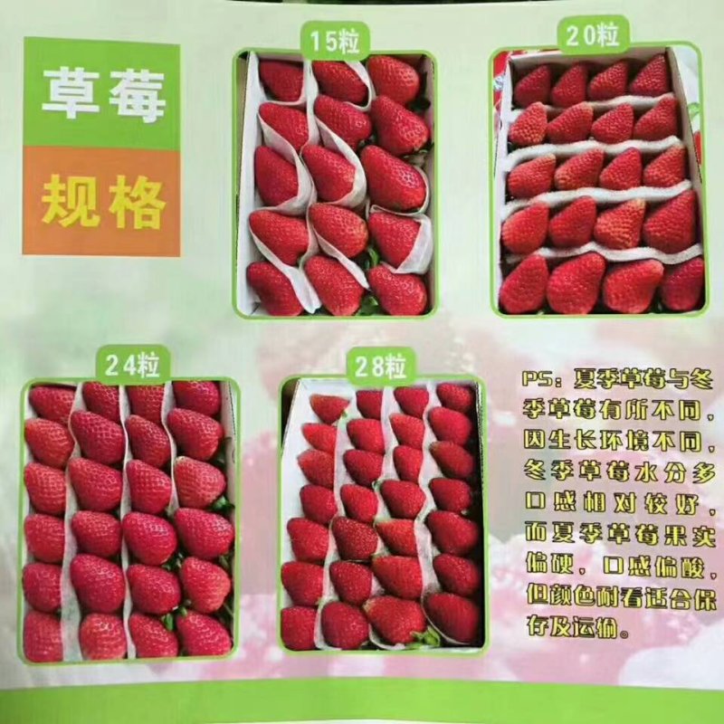 四季草莓基地，高原地区吸收天然之灵气。