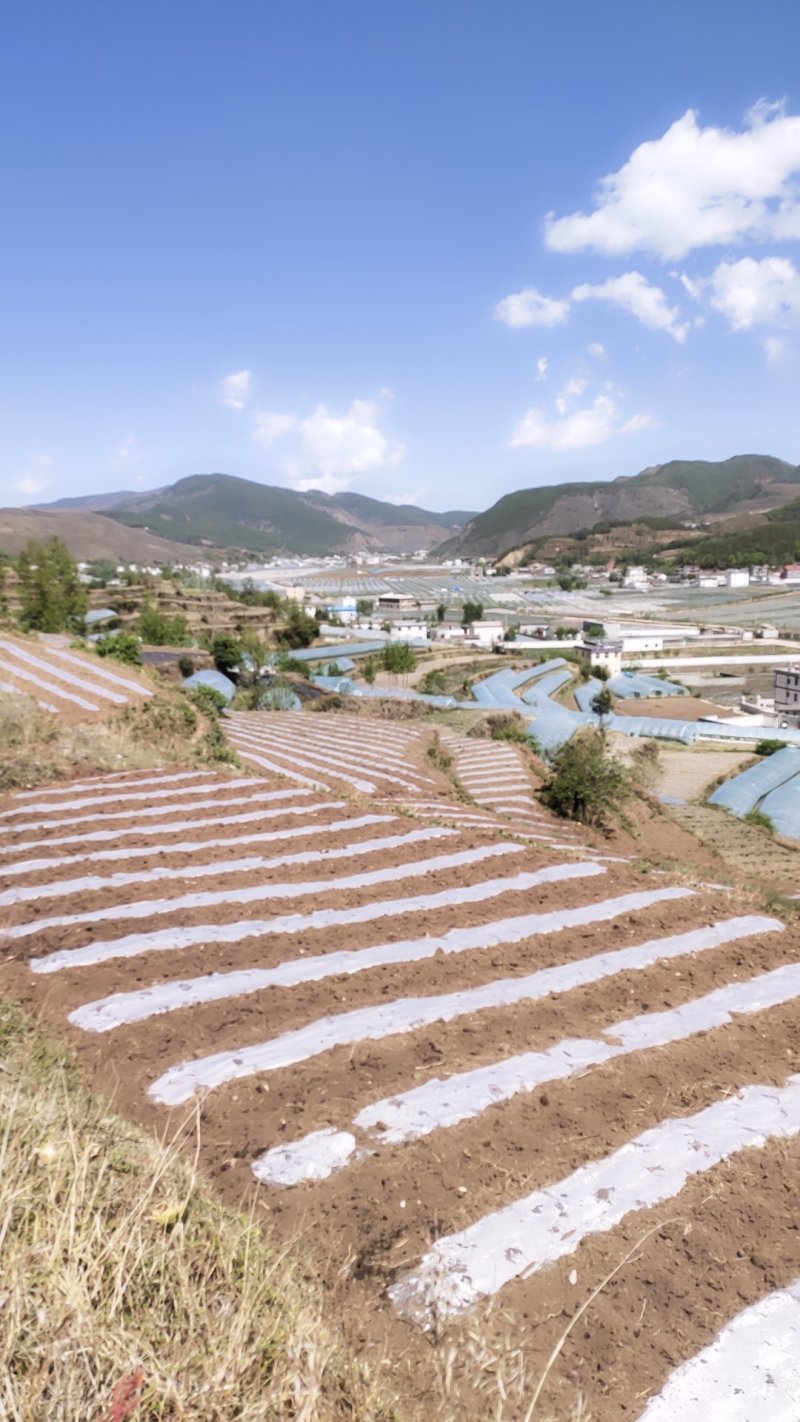 四季草莓基地，高原地区吸收天然之灵气。