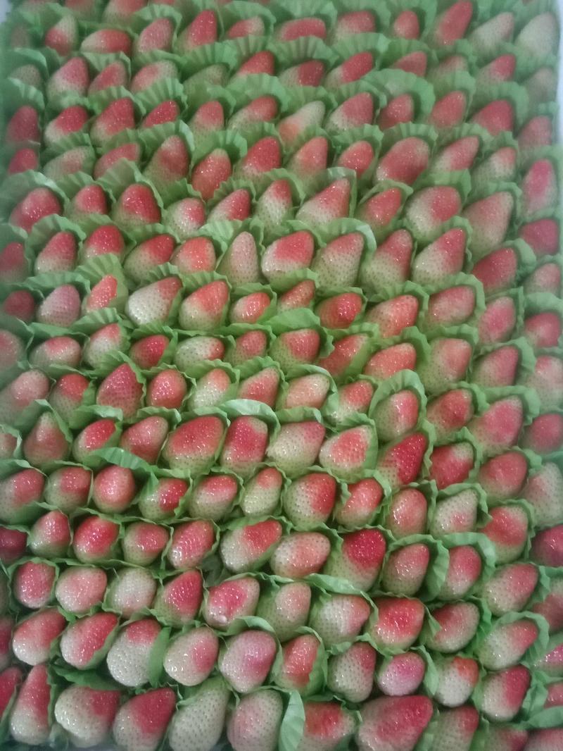 四季草莓，种植在高原地区，品质杠杠的。