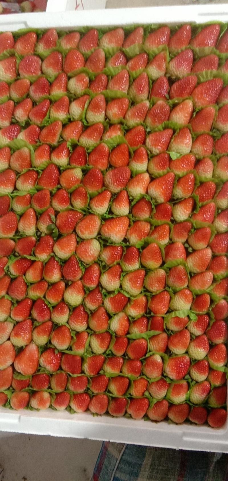 四季草莓，种植在高原地区，品质杠杠的。