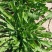精品蒲公英婆婆丁干菜喝茶
