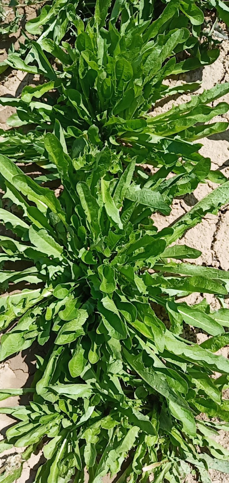 精品蒲公英婆婆丁干菜喝茶