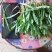 精品蒲公英婆婆丁干菜喝茶