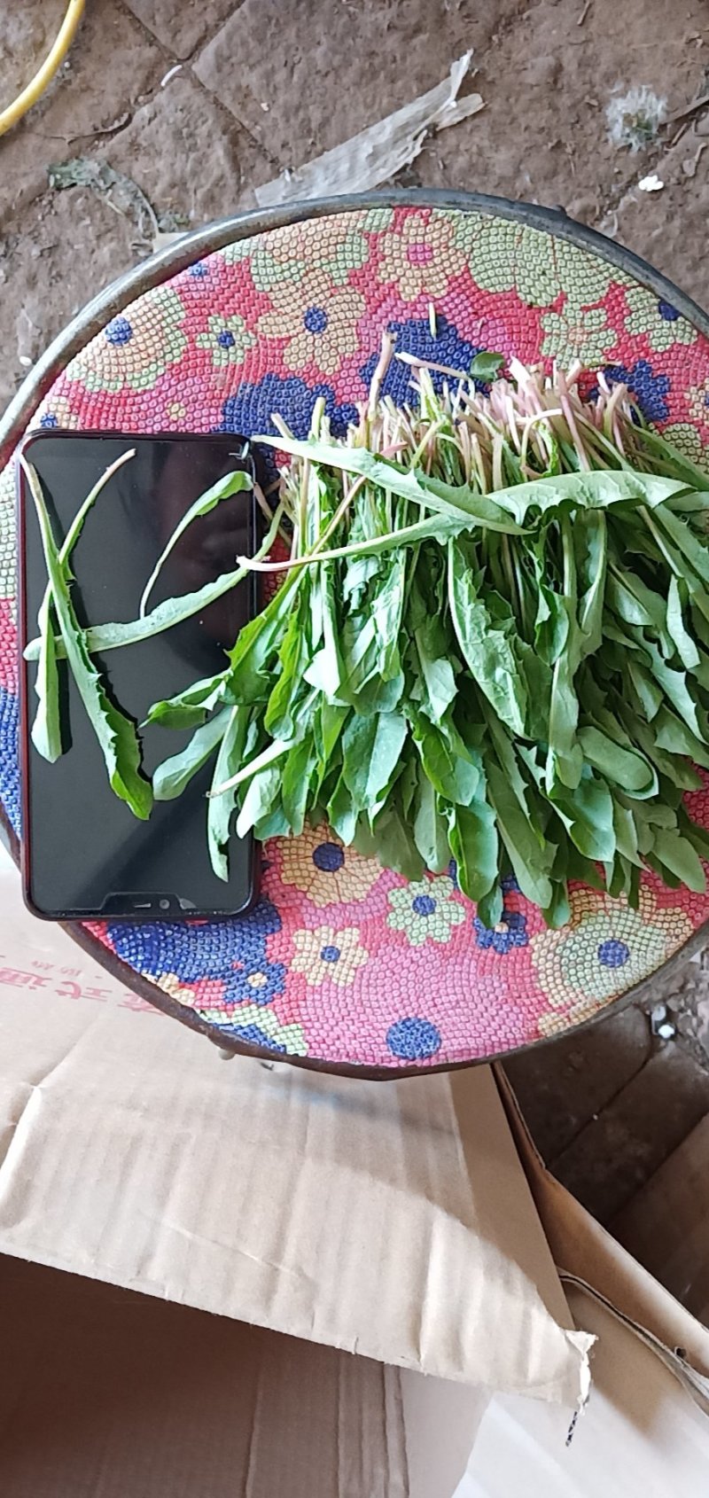 精品蒲公英婆婆丁干菜喝茶