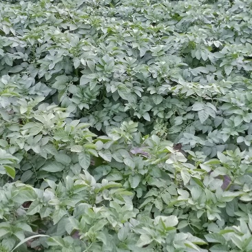 土豆中薯5号