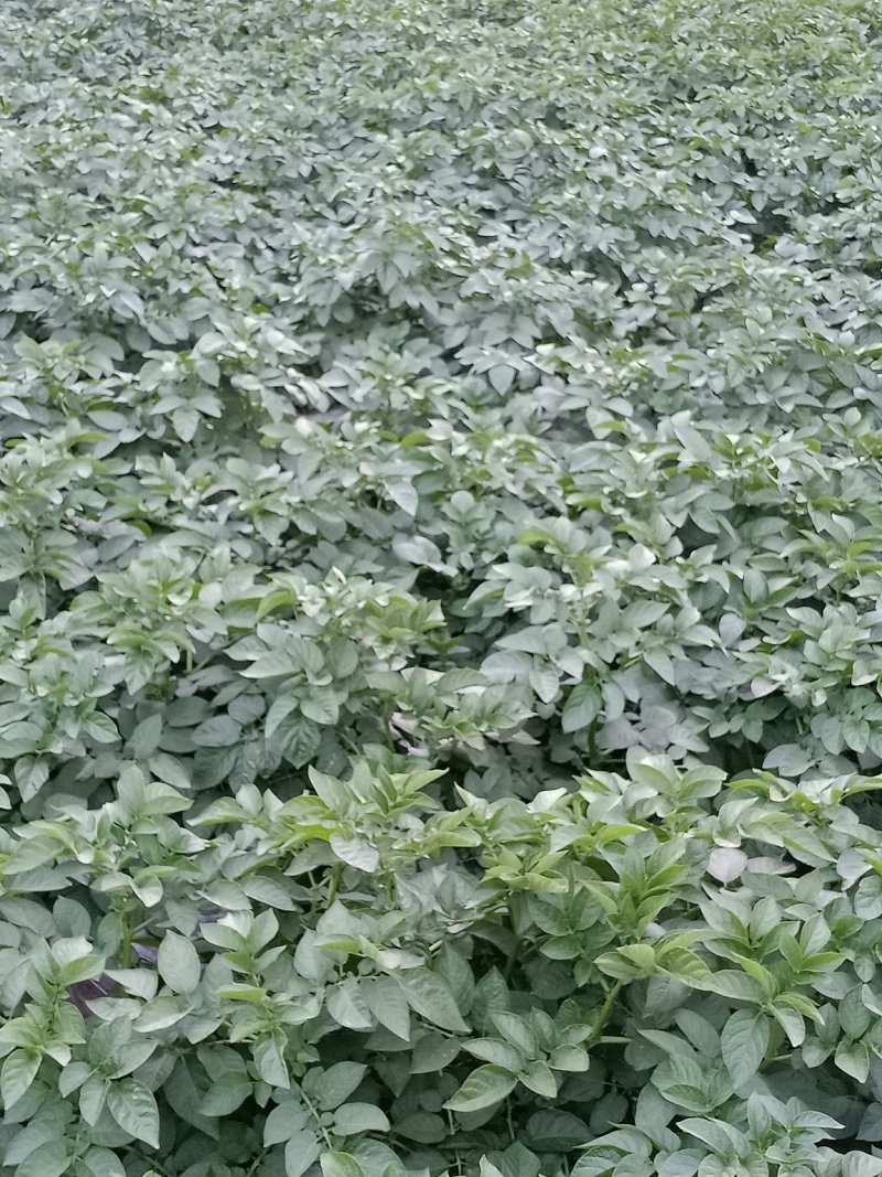 土豆中薯5号