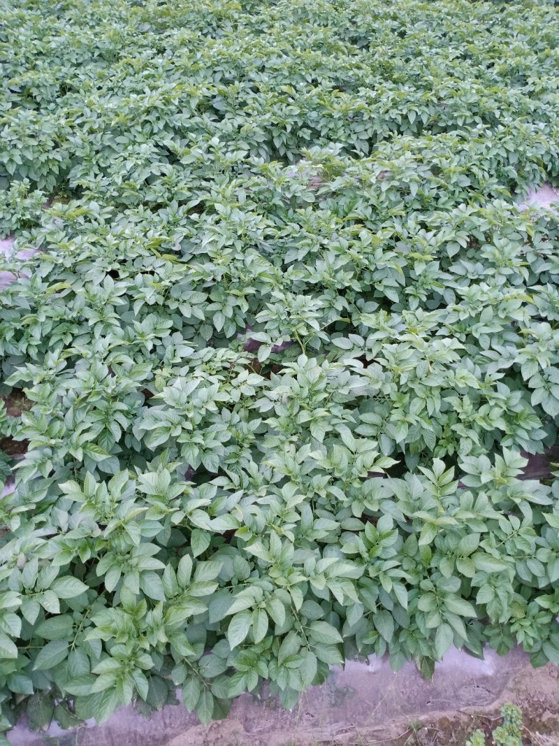 土豆中薯5号