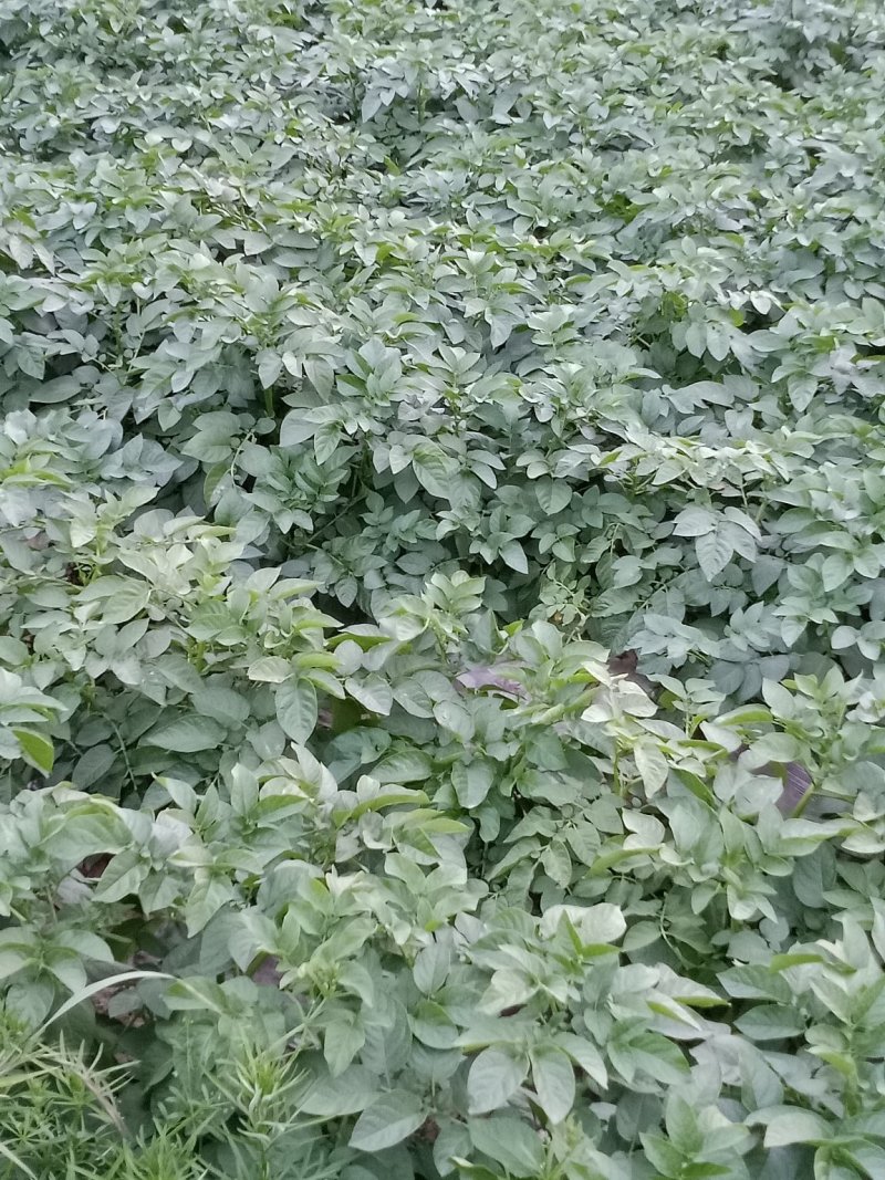 土豆中薯5号