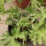 驱蚊草盆栽基地直发