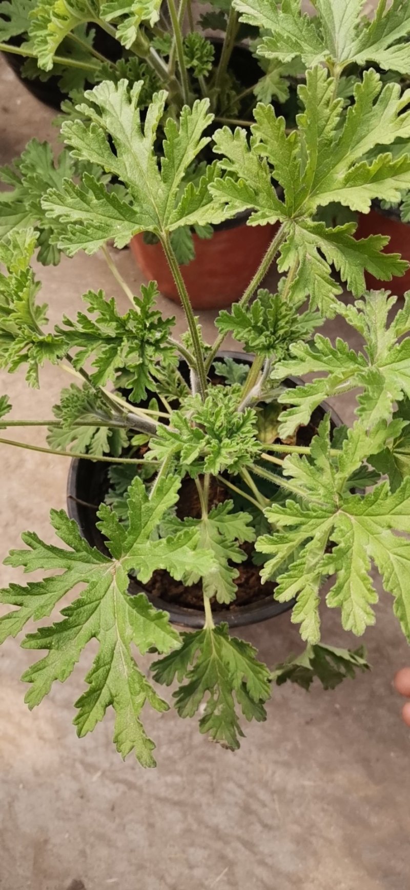 驱蚊草盆栽基地直发