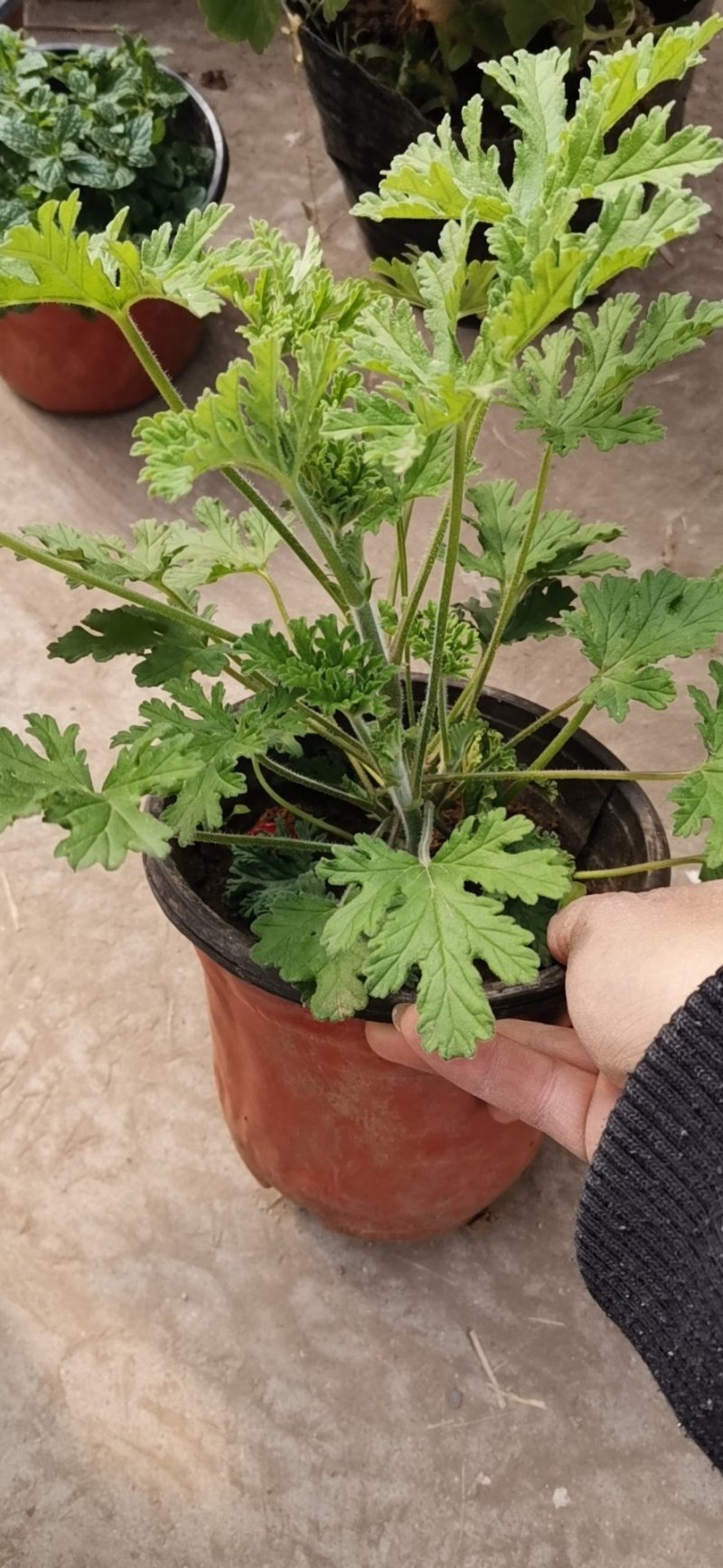 驱蚊草盆栽基地直发
