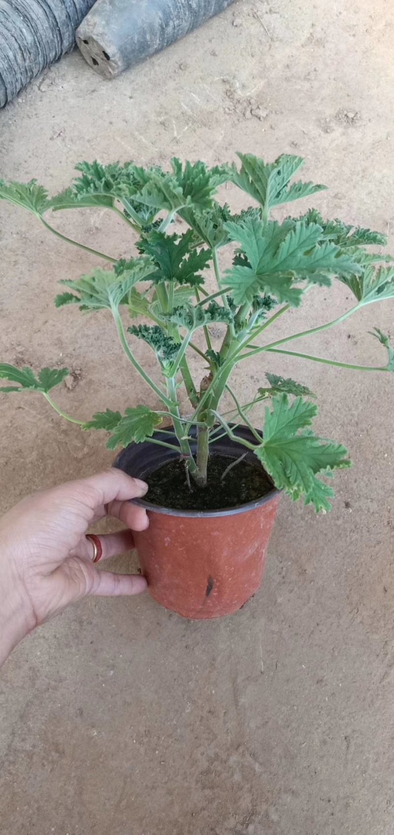 驱蚊草盆栽基地直发