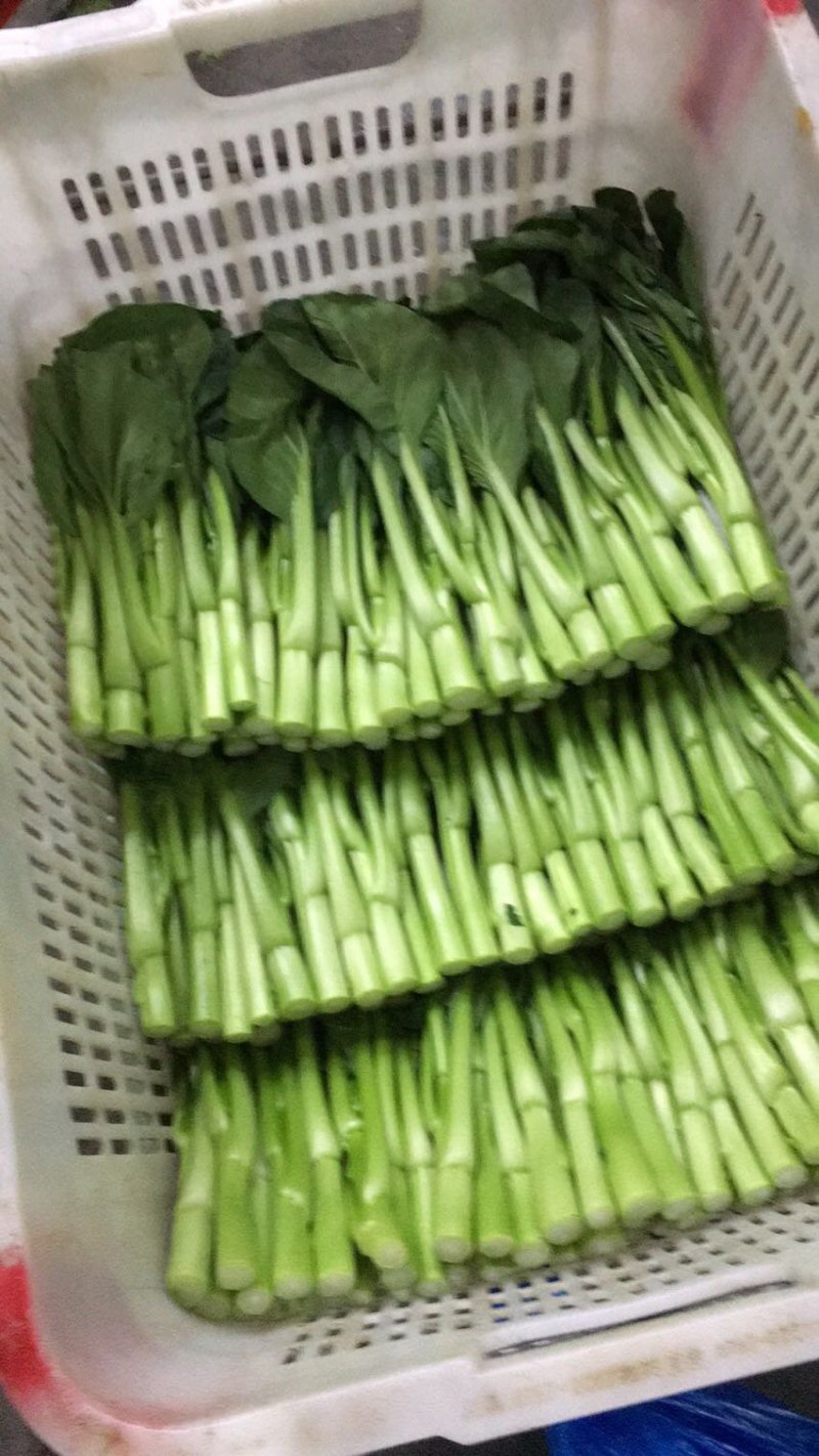 菜苔