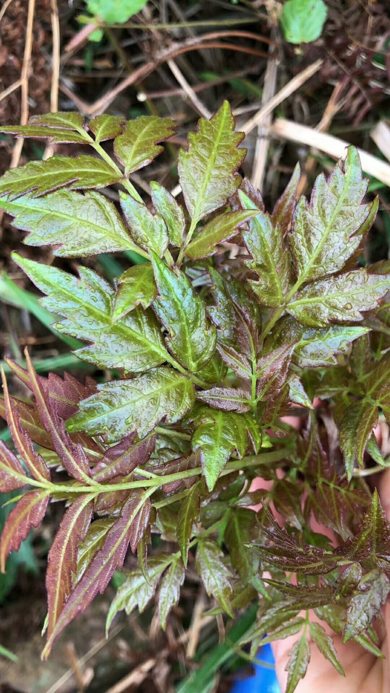 野生藤茶