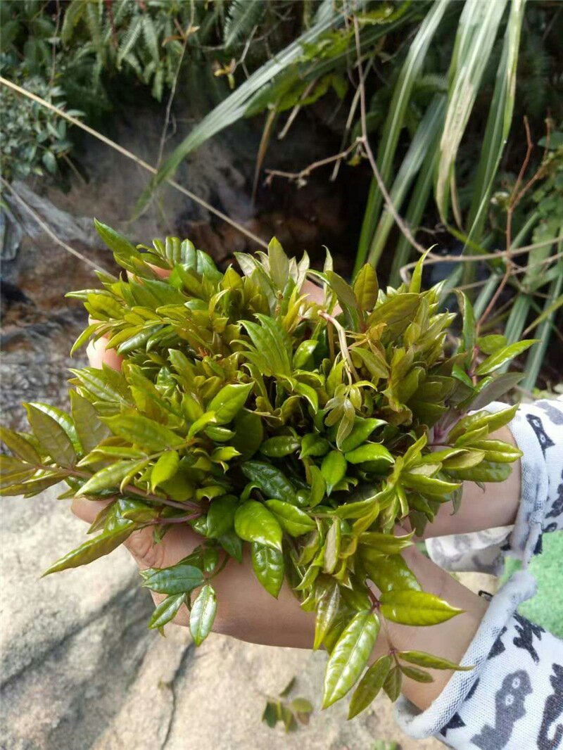 野生藤茶