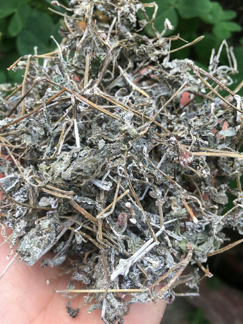 野生藤茶