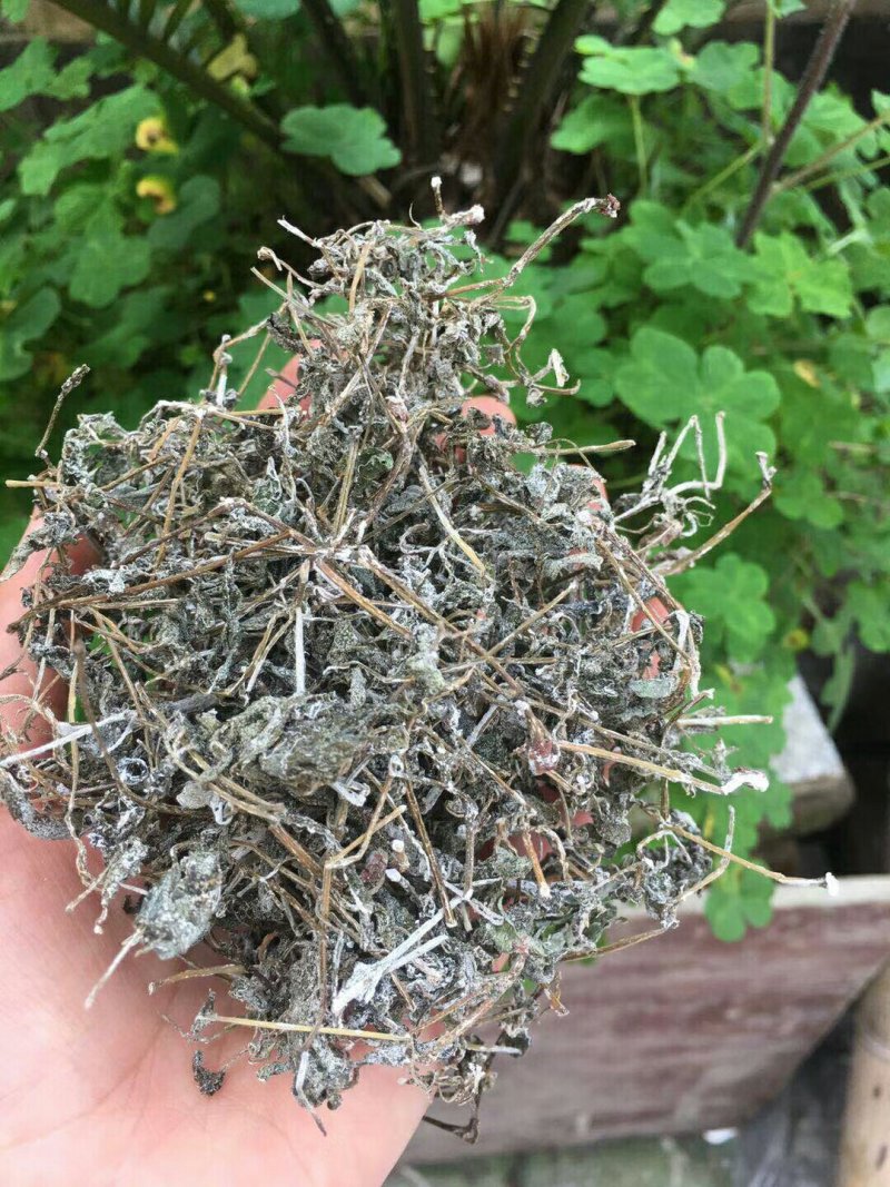 野生藤茶