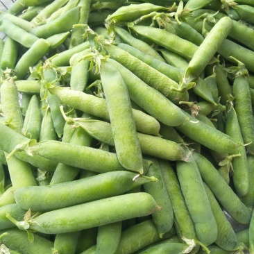 青豌豆