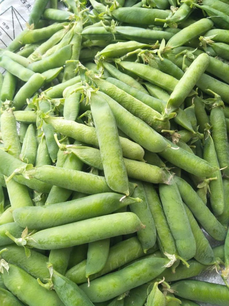 青豌豆