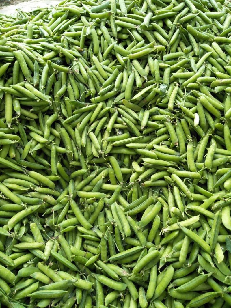 青豌豆