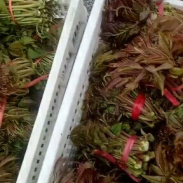 香椿芽二茬上市了