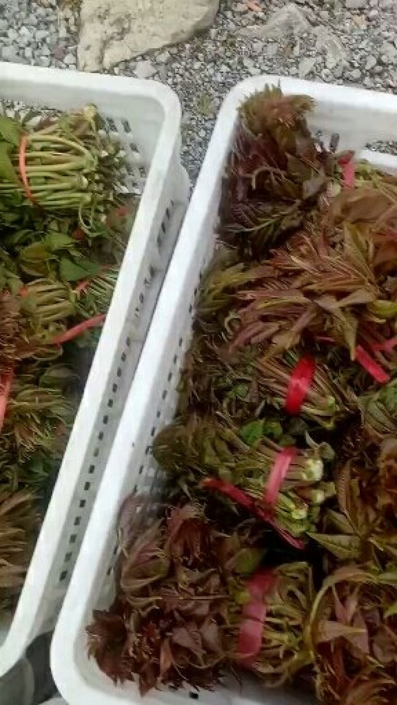 香椿芽二茬上市了