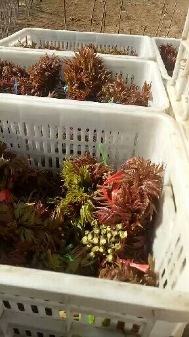 香椿芽二茬上市了