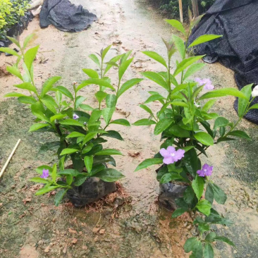 双色茉莉高度15-30福建漳州双色茉莉厂家批发