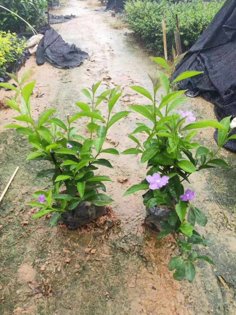 双色茉莉高度15-30福建漳州双色茉莉厂家批发
