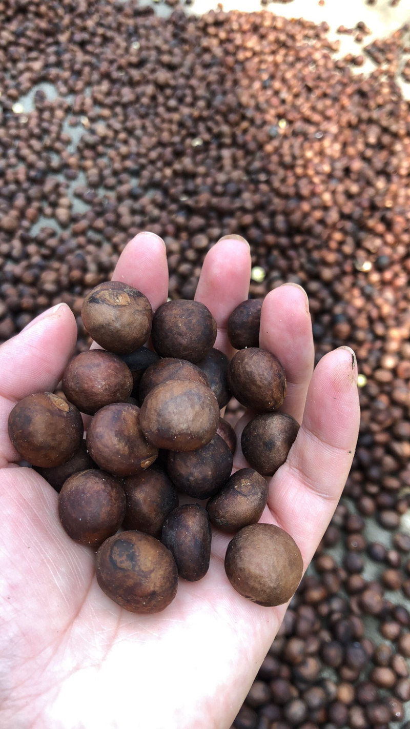 枇杷种子，枇杷籽，枇杷果树种子，琵琶子
