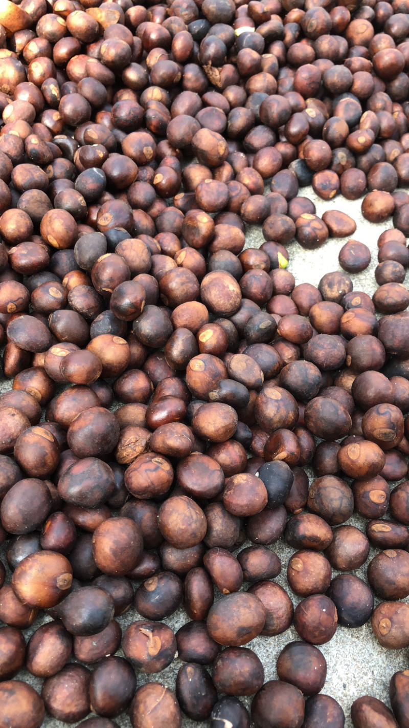 枇杷种子，枇杷籽，枇杷果树种子，琵琶子
