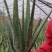 1斤到5斤的芦荟苗，2元一棵起，不包邮