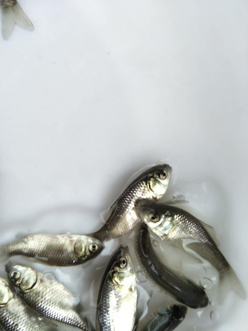 鲫鱼苗，特种改良鲫鱼苗，快大鲫鱼，健康无虫害