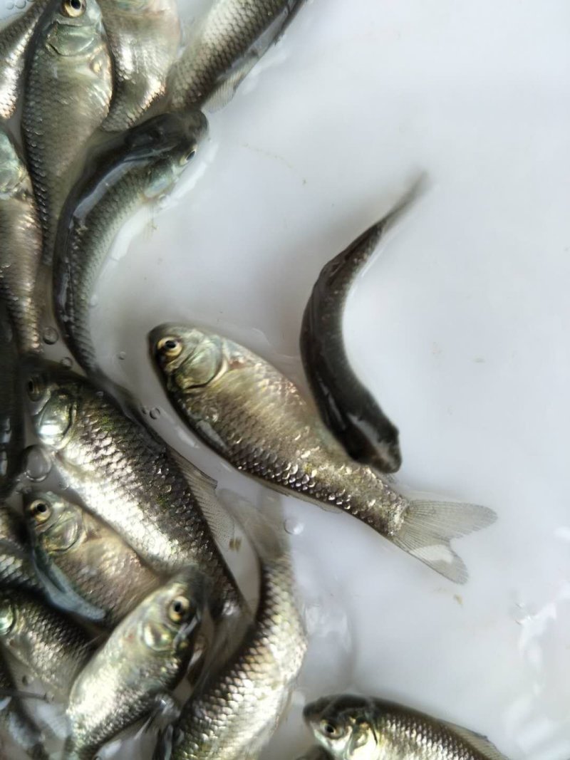鲫鱼苗，特种改良鲫鱼苗，快大鲫鱼，健康无虫害