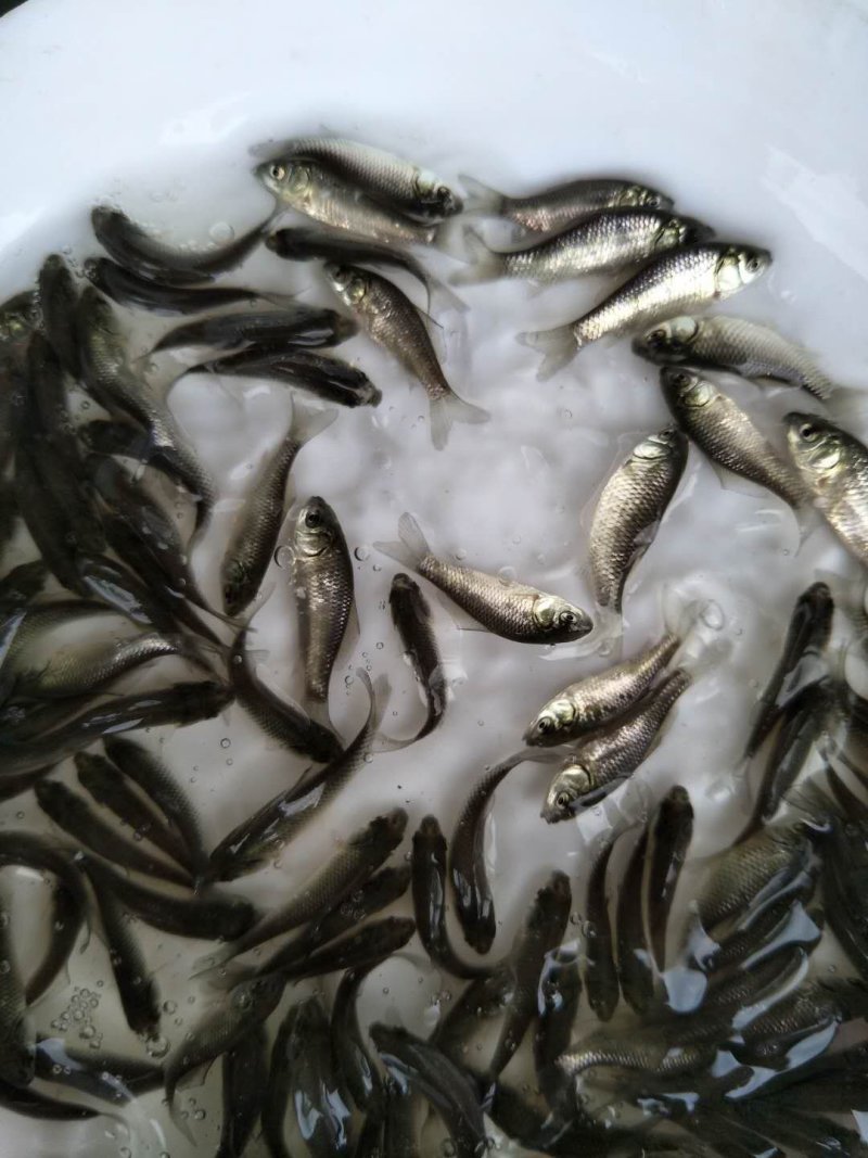 鲫鱼苗，特种改良鲫鱼苗，快大鲫鱼，健康无虫害