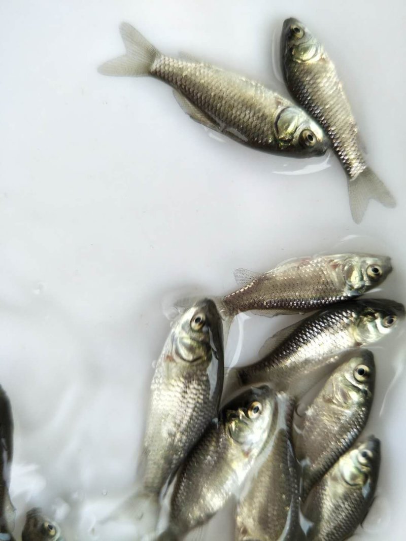 鲫鱼苗，特种改良鲫鱼苗，快大鲫鱼，健康无虫害