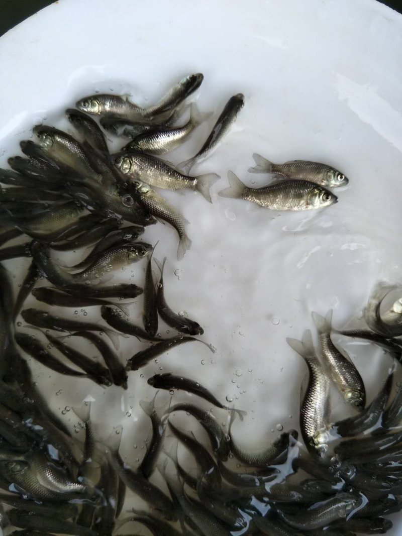 鲫鱼苗，特种改良鲫鱼苗，快大鲫鱼，健康无虫害