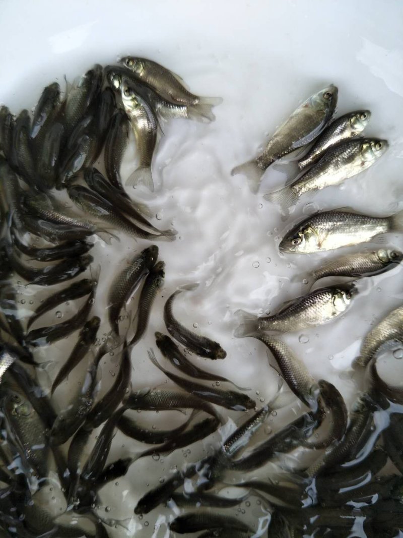 鲫鱼苗，特种改良鲫鱼苗，快大鲫鱼，健康无虫害