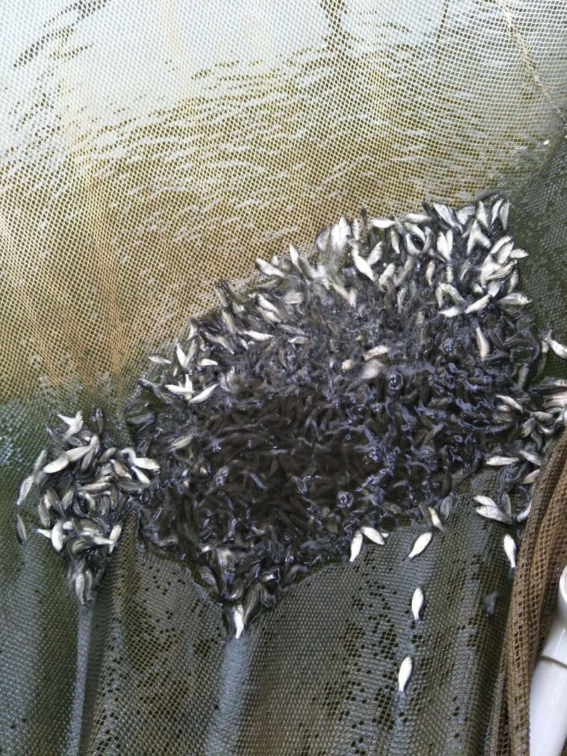 鲫鱼苗，特种改良鲫鱼苗，快大鲫鱼，健康无虫害
