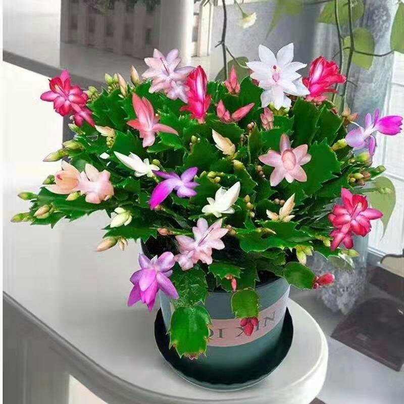 蟹爪兰盆栽绿植吊兰盆栽花卉蟹爪莲盆栽