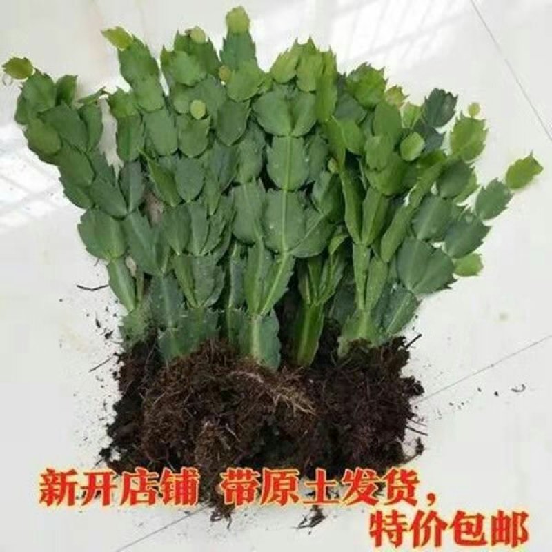 蟹爪兰盆栽绿植吊兰盆栽花卉蟹爪莲盆栽